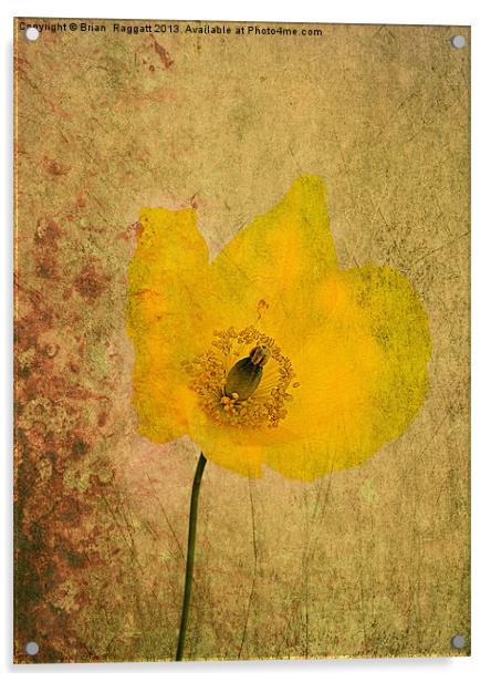 Antique Yellow Flower Acrylic by Brian  Raggatt