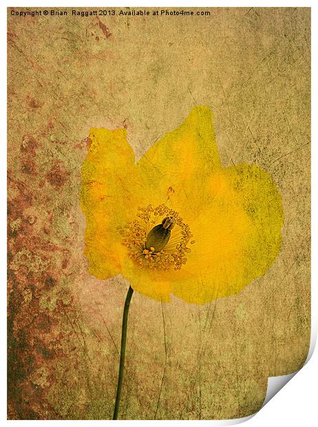 Antique Yellow Flower Print by Brian  Raggatt
