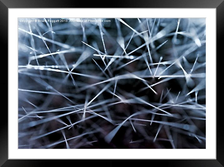 Cacti Confusion Framed Mounted Print by Brian  Raggatt