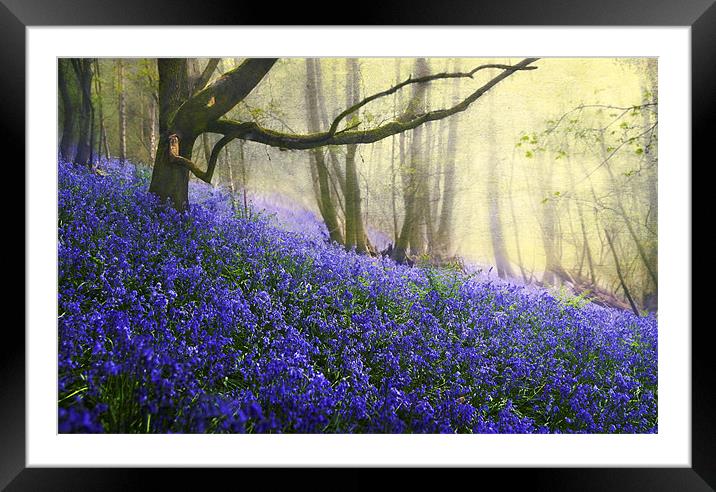 spring magic Framed Mounted Print by Dawn Cox