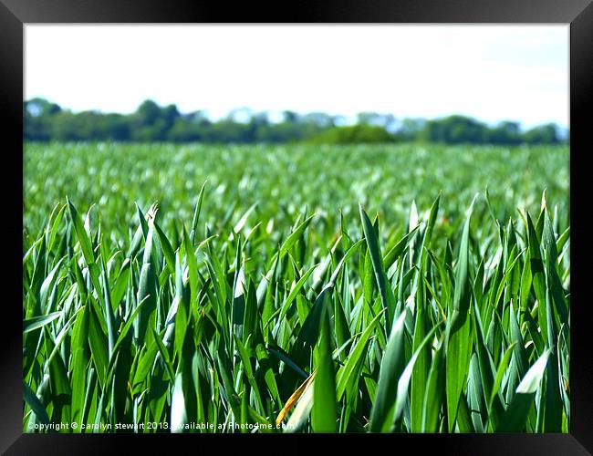 Field of Green Framed Print by carolyn stewart