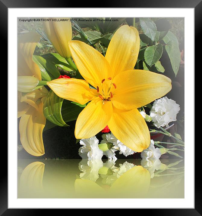 LILY REFLECTIONS Framed Mounted Print by Anthony Kellaway