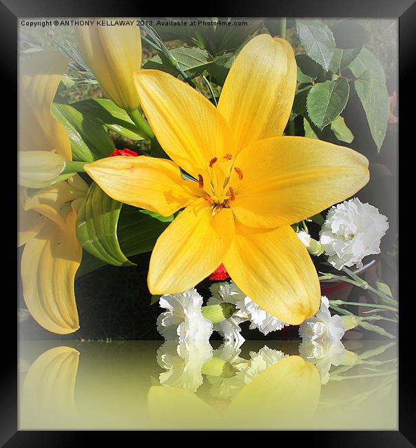 LILY REFLECTIONS Framed Print by Anthony Kellaway