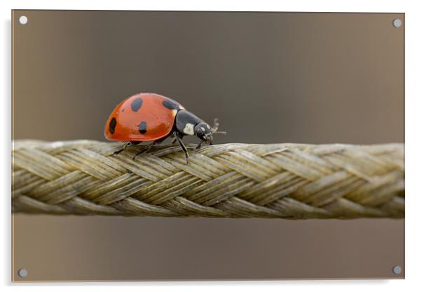 The Ladybird And The Rope Bridge Acrylic by Paul Shears Photogr