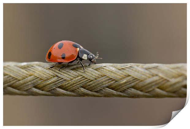 The Ladybird And The Rope Bridge Print by Paul Shears Photogr