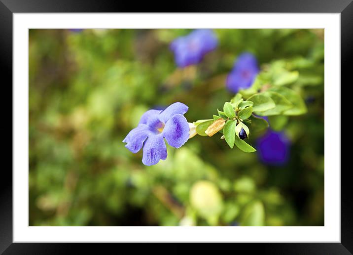 Purple Impatiens India wild flower with bud Framed Mounted Print by Arfabita  