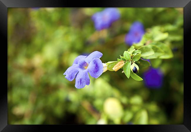 Purple Impatiens India wild flower with bud Framed Print by Arfabita  