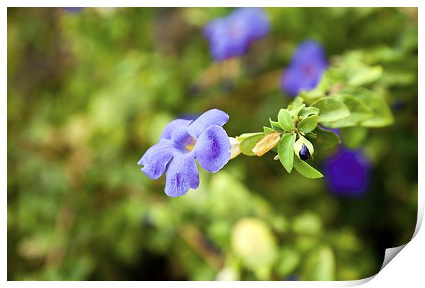 Purple Impatiens India wild flower with bud Print by Arfabita  