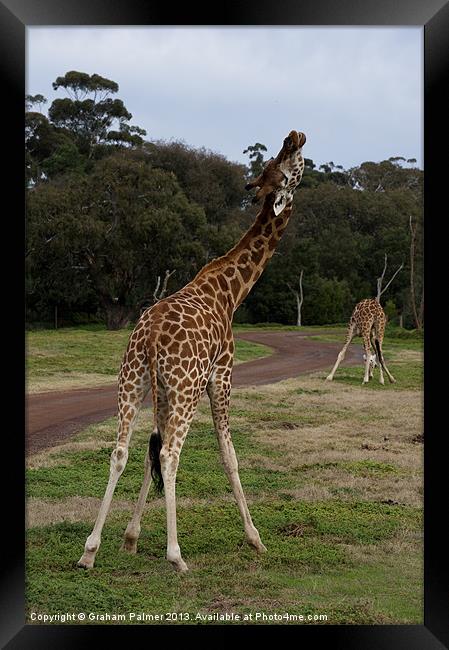 Giraffe Dance Framed Print by Graham Palmer