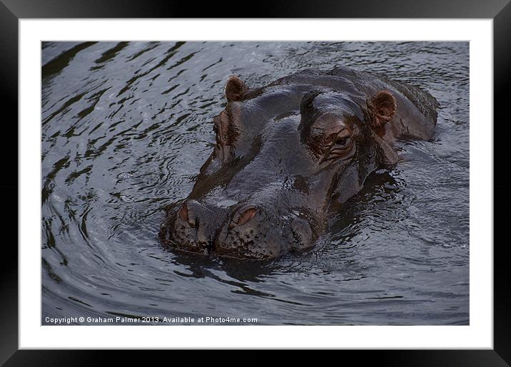Menacing Hippo Framed Mounted Print by Graham Palmer