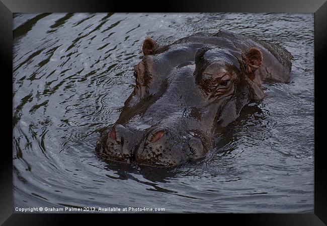 Menacing Hippo Framed Print by Graham Palmer