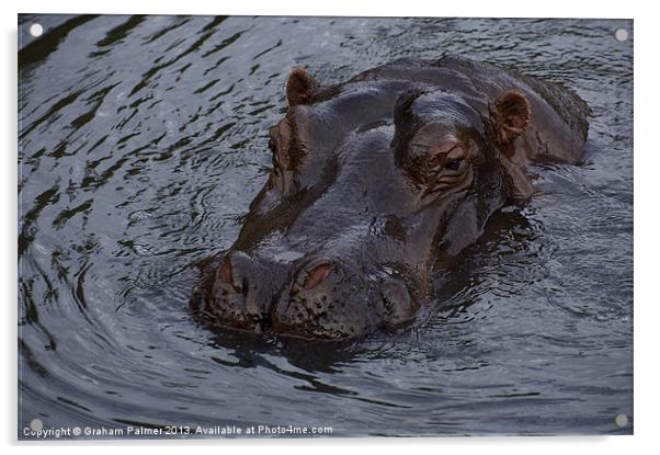 Menacing Hippo Acrylic by Graham Palmer