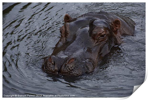Menacing Hippo Print by Graham Palmer