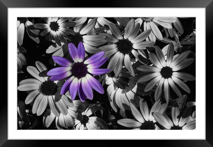 Standing out from the crowd Framed Mounted Print by Gary Pearson