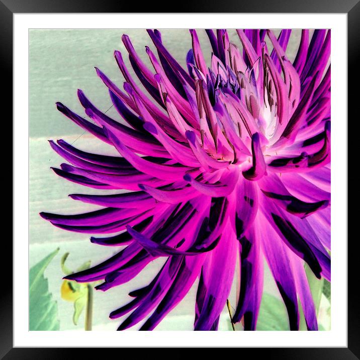 Fluorescent flowers I Framed Mounted Print by Tony Watson