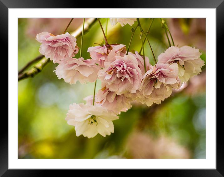 Pink Cherry Blossoms Framed Mounted Print by Mark Llewellyn