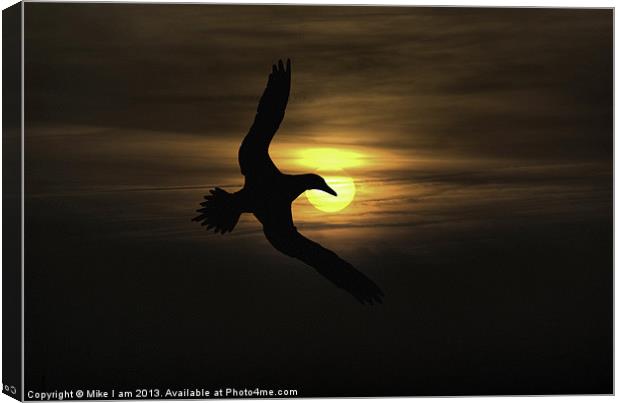 seabird in sunset Canvas Print by Thanet Photos