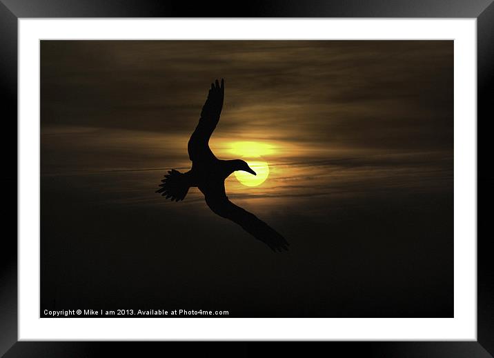 seabird in sunset Framed Mounted Print by Thanet Photos