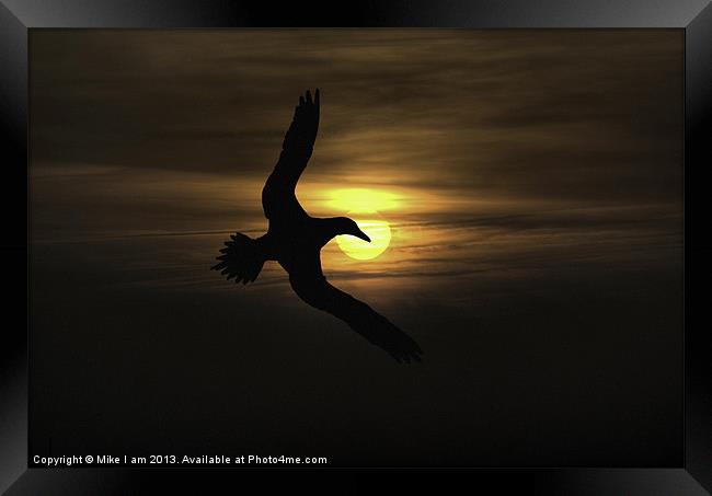 seabird in sunset Framed Print by Thanet Photos