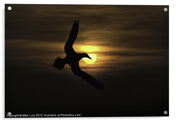 seabird in sunset Acrylic by Thanet Photos