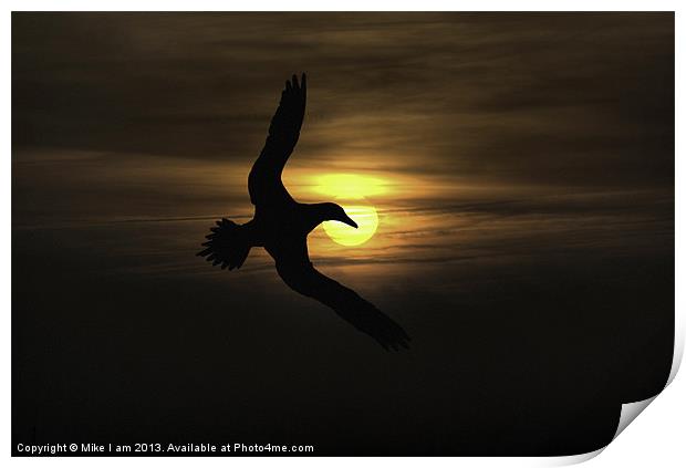seabird in sunset Print by Thanet Photos