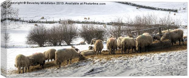 Sheep in Winter Canvas Print by Beverley Middleton