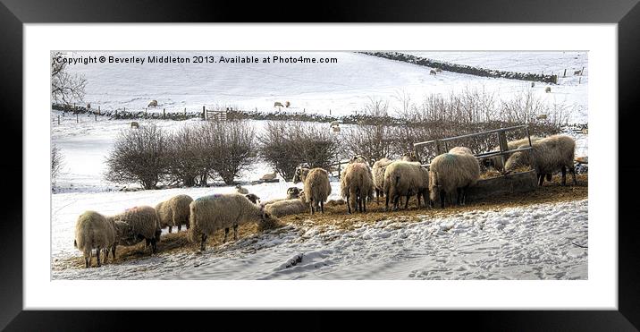 Sheep in Winter Framed Mounted Print by Beverley Middleton