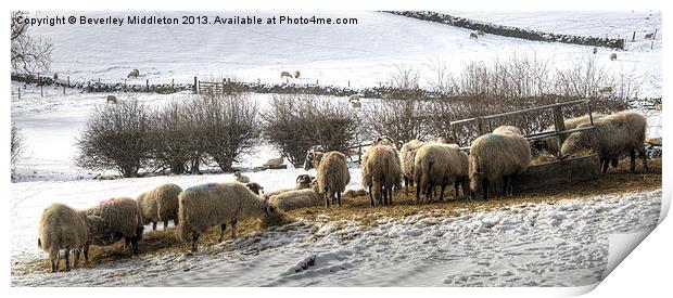 Sheep in Winter Print by Beverley Middleton