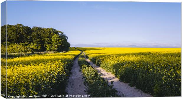 Track through a field of yellow rapeseed. Canvas Print by Liam Grant