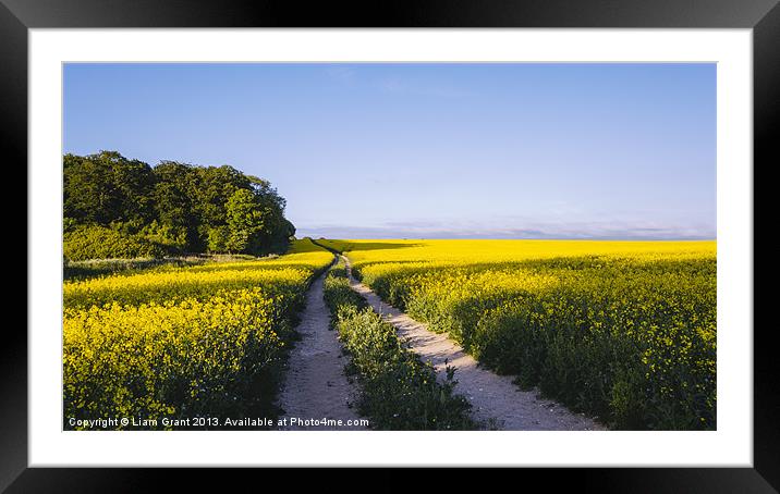 Track through a field of yellow rapeseed. Framed Mounted Print by Liam Grant