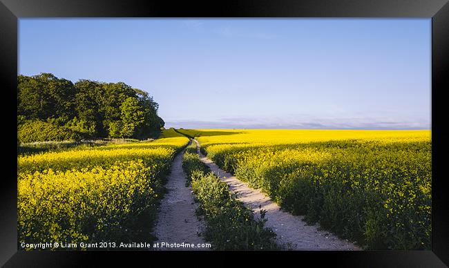 Track through a field of yellow rapeseed. Framed Print by Liam Grant