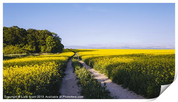 Track through a field of yellow rapeseed. Print by Liam Grant