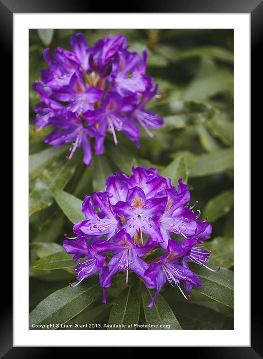 Purple Rhododendron. Framed Mounted Print by Liam Grant