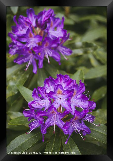 Purple Rhododendron. Framed Print by Liam Grant