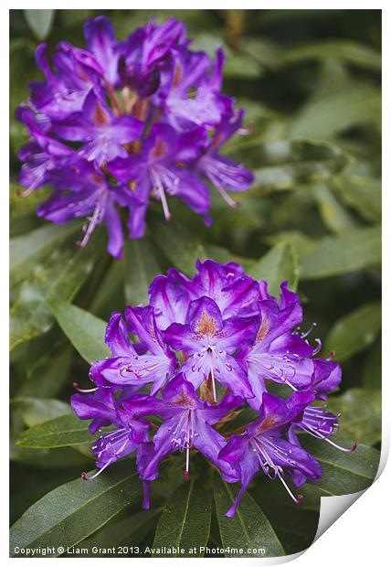 Purple Rhododendron. Print by Liam Grant