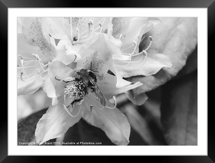 Bumble bee collecting pollen from a Rhododendron f Framed Mounted Print by Liam Grant