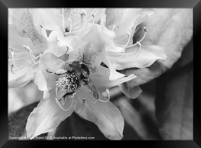Bumble bee collecting pollen from a Rhododendron f Framed Print by Liam Grant