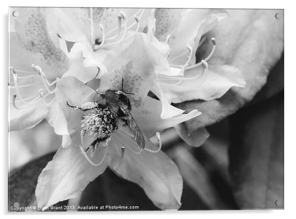 Bumble bee collecting pollen from a Rhododendron f Acrylic by Liam Grant