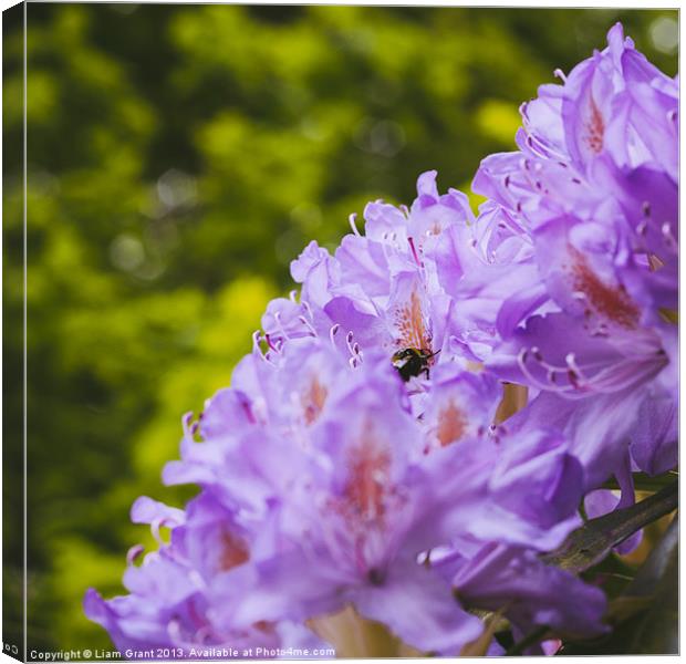 Bumble bee collecting pollen from a Rhododendron f Canvas Print by Liam Grant