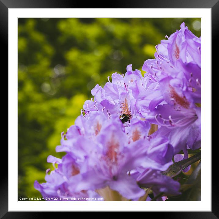 Bumble bee collecting pollen from a Rhododendron f Framed Mounted Print by Liam Grant