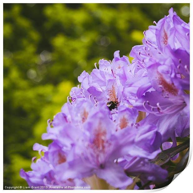 Bumble bee collecting pollen from a Rhododendron f Print by Liam Grant