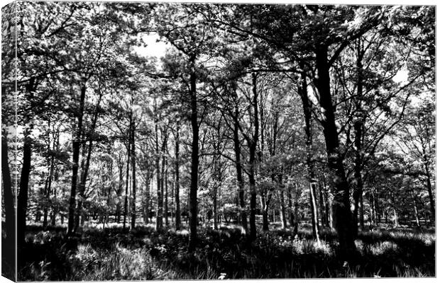 The Forest Canvas Print by David Pyatt