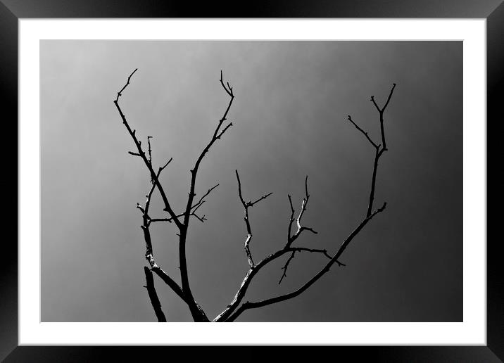 The lightning Tree Framed Mounted Print by David Pyatt