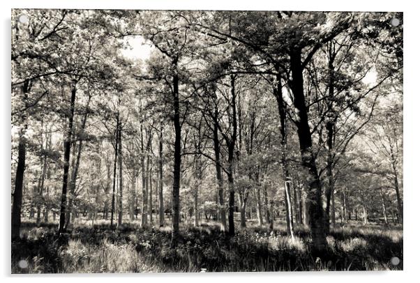 A English forest Acrylic by David Pyatt