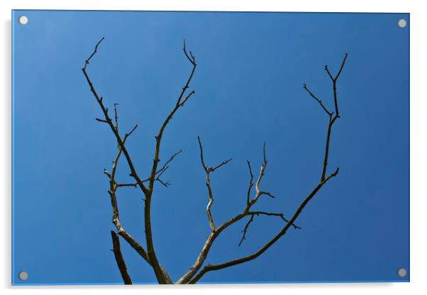 The Lightning Tree Acrylic by David Pyatt