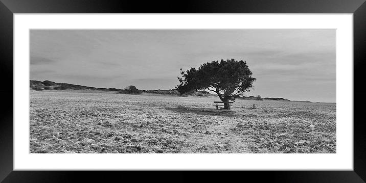 Tree in Cyprus Framed Mounted Print by Louise Theodorou