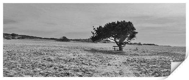 Tree in Cyprus Print by Louise Theodorou