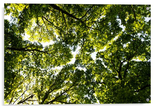 Tree Canopy Acrylic by David Pyatt