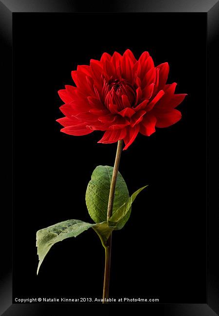 Red Dahlia Flower against Black Background Framed Print by Natalie Kinnear
