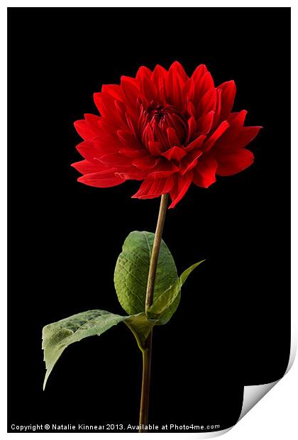 Red Dahlia Flower against Black Background Print by Natalie Kinnear